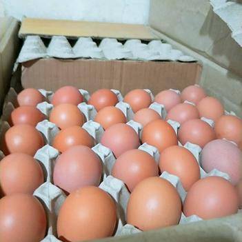 張桂軍 在惠農網上，打造值得信賴的食用農產品批發供應