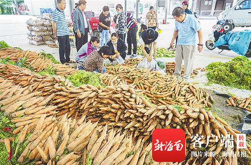 三亞農投公益性批發市場 架起“菜園子”直通“菜籃子”的惠民橋